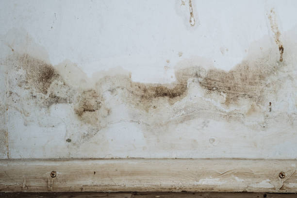 Professional Mold Inspection, Removal & Remediation in Lone Oak, TN